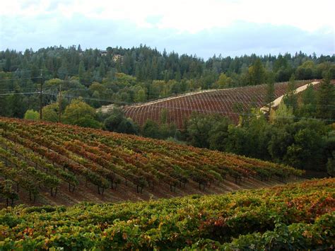 El Dorado County Wineries light up in the Fall. The leaves at Boeger Winery are starting to turn ...