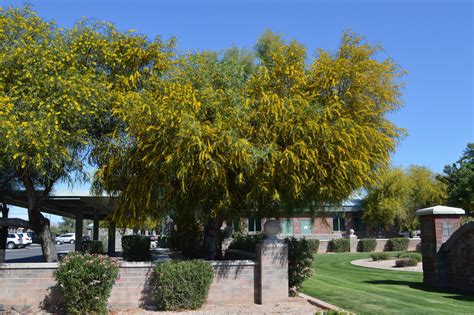 Seasonal Color: Surprisingly wonderful canopy of yellow flowers inMarch.