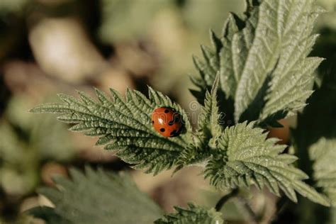 Ladybug on green leaf stock image. Image of macro, insect - 268746139