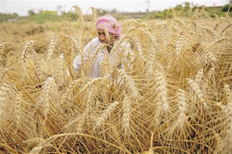 India sees record planting of wheat and pulses - Livemint