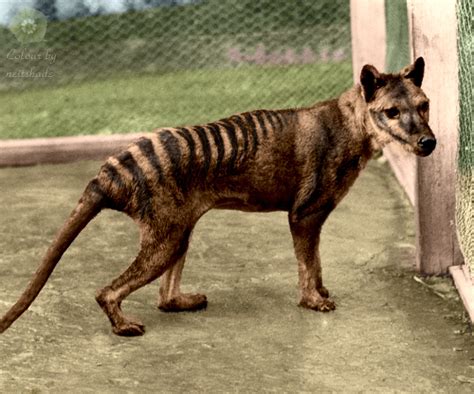 Tasmanian Tiger | Extinct animals, Thylacine, Tasmanian tiger