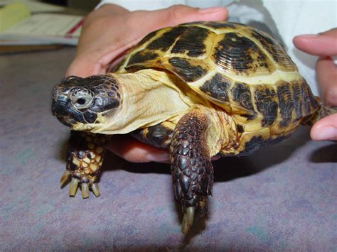 Russian Tortoise Care - CHICAGO EXOTICS ANIMAL HOSPITAL