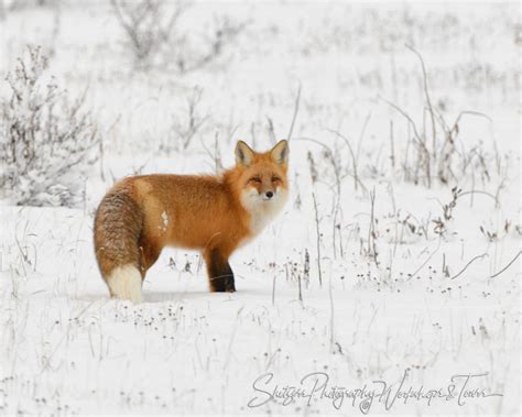 Red Fox in the Snow - Shetzers Photography