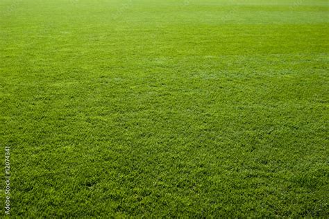 Green grass texture of a soccer field. #12074341 - Ogrodnictwo - Plakat