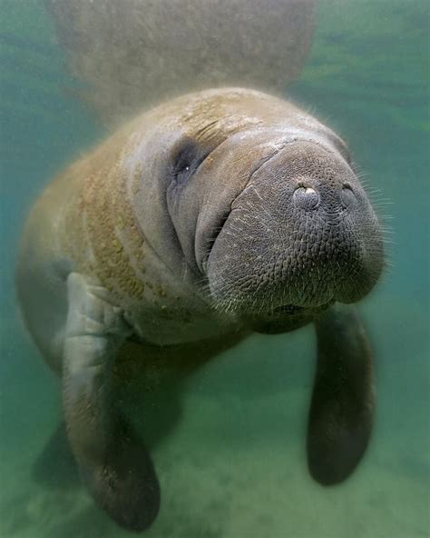 Oceana on Instagram: “MANATEE ⏩ DUGONG . Do you know the difference ...