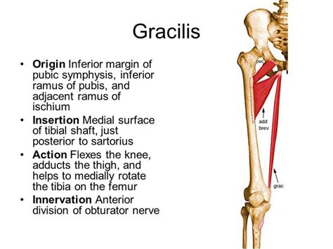 gracilis origin and insertion - Google Search | Medical anatomy, Muscle anatomy, Anatomy