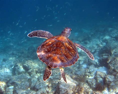 Green sea turtle, Destin, Florida - a photo on Flickriver