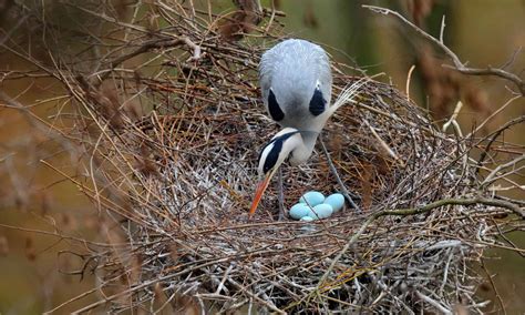 Grey Heron Pictures - AZ Animals