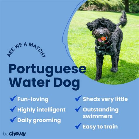 Portuguese Water Dog Breed: Characteristics, Care & Photos | BeChewy