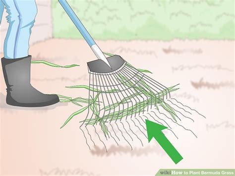 3 Ways to Plant Bermuda Grass - wikiHow