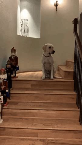 Dog Shaking Head GIFs - Find & Share on GIPHY