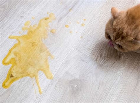 Pictures of 7 Types of Cat Vomit & Vet Explanations