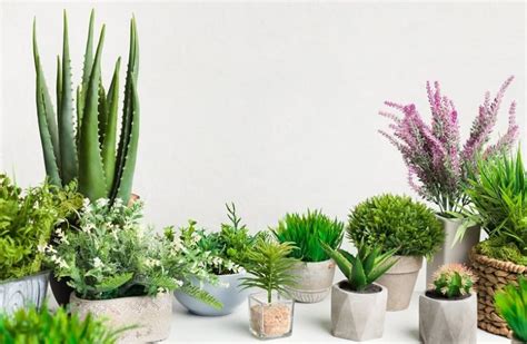 Cactus Plants Care - Complete HousePlants Guide | GARDENS NURSERY