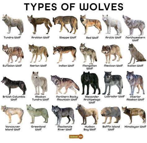 Wolf Facts, Types, Diet, Reproduction, Classification, Pictures | Foto con animali, Animali ...