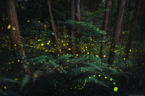 These Photos of Fireflies in Japan are Magical | PetaPixel