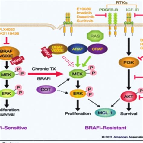 Mechanism of action of imatinib in chronic myelogenous leukemia, (a)It ...