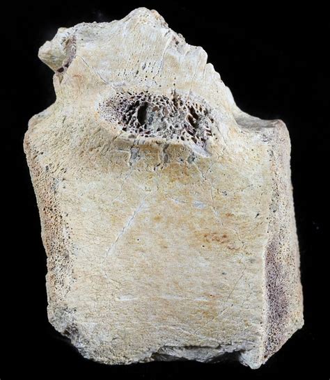 1.9" Thescelosaurus Dorsal Vertebrae - North Dakota (#46930) For Sale - FossilEra.com