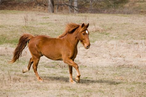 Tennessee Walking Horse: History, Characteristics, And Care