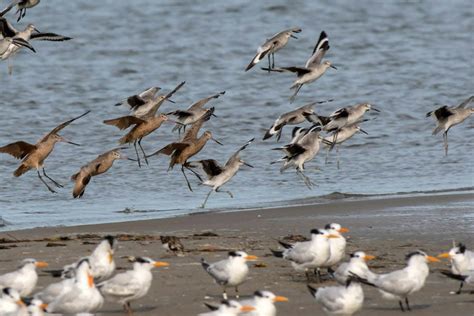 ‘Oktobirdfest’ on Eastern Shore provides novice bird-watchers with ...