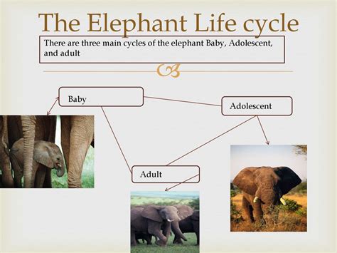 elephant life cycle characteristics - Savages Microblog Bildergalerie