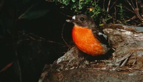 Flame Robin | Biodiversity of the Western Volcanic Plains