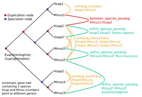 Homology types