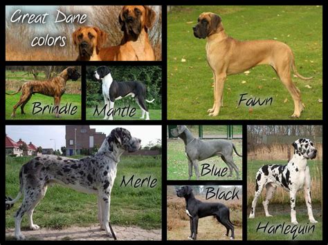 Great Dane Colors