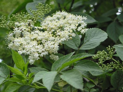 Elder (Sambucus nigra) | How to Identify Elder | A Guide from TCV