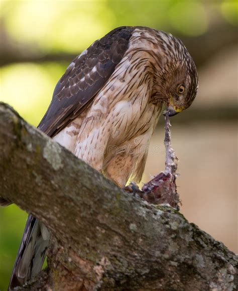 Cooper S Hawk Feeding on Bird Stock Image - Image of raptor, kill: 56075975