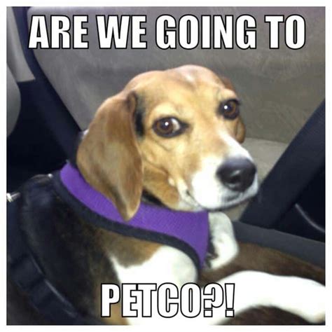 Funniest Beagle Meme - K9nerds.com