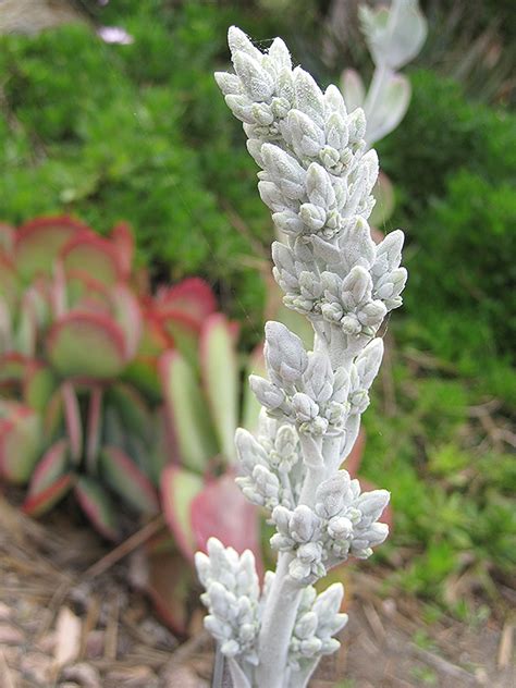 Paddle Plant (Kalanchoe thyrsiflora) in St Thomas Port Stanley London ...