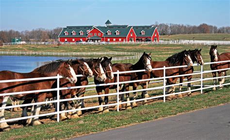 See The Budweiser Clydesdales In Belmar In 2016 | Manasquan, NJ Patch