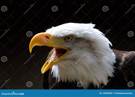 Bald Eagle With Beak Open Royalty Free Stock Photo - Image: 14984885