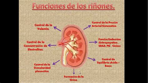 Sistema Renal - Anatomia. - YouTube