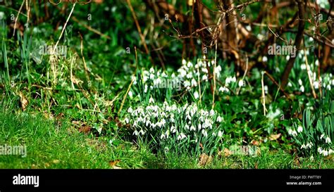 Groups of spring woodland snowdrops Stock Photo - Alamy