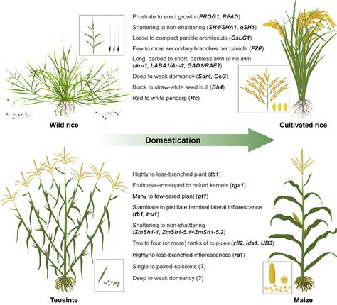 Harnessing Knowledge from Maize and Rice Domestication for New Crop ...