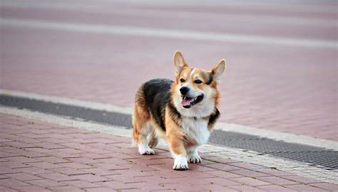 Corgi Training Overview: How to Train Your Corgi - 2024 - MasterClass