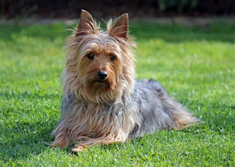 Australian Silky Terrier Breed Guide - Learn about the Australian Silky ...