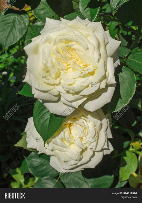 White Yellow Roses Image & Photo (Free Trial) | Bigstock