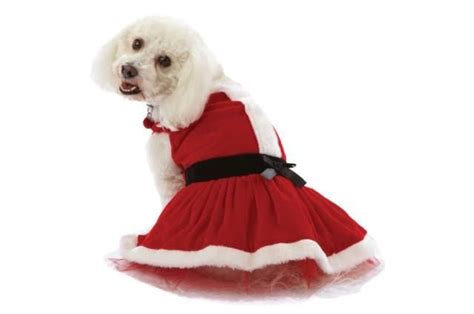 Christmas Outfits Ideas for Dogs – InspirationSeek.com