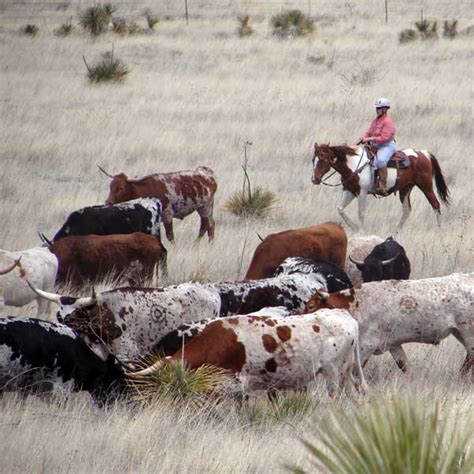 Cattle Herding 101 - Herding Texas Longhorns