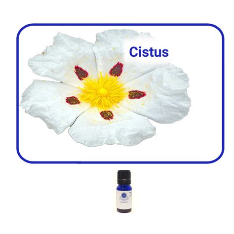 Cistus Essential Oil - Essentially Grateful