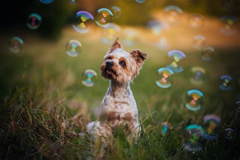 Westie and Yorkie Mix: All About the Fourche Terrier