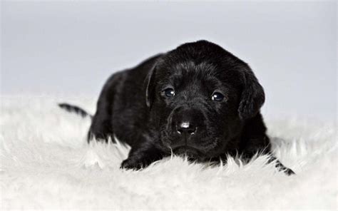 Black Lab Puppy Wallpapers - Wallpaper Cave