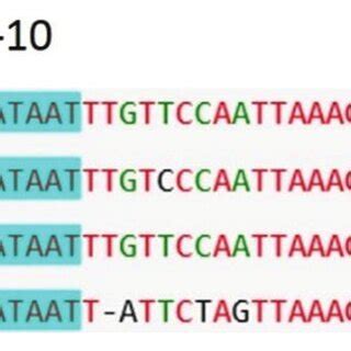 Histophilus somni IbpB promoter and the Shine-Dalgarno sequence motif... | Download Scientific ...