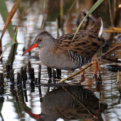 TrogTrogBlog: Bird of the week - Water rail