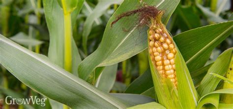 Growing Sweet Corn from Sowing to Harvest