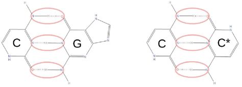 Hydrogen bonds structure resemblance between Guanine-Cytosine canonical ...