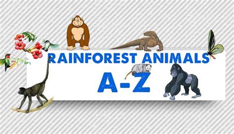 Rainforest Animals List A-Z - General Knowledge | Mocomi Kids