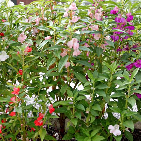 Balsam Flower Garden Seeds - Mixed Colors - 1 Oz: Approx 3,300 Seeds ...